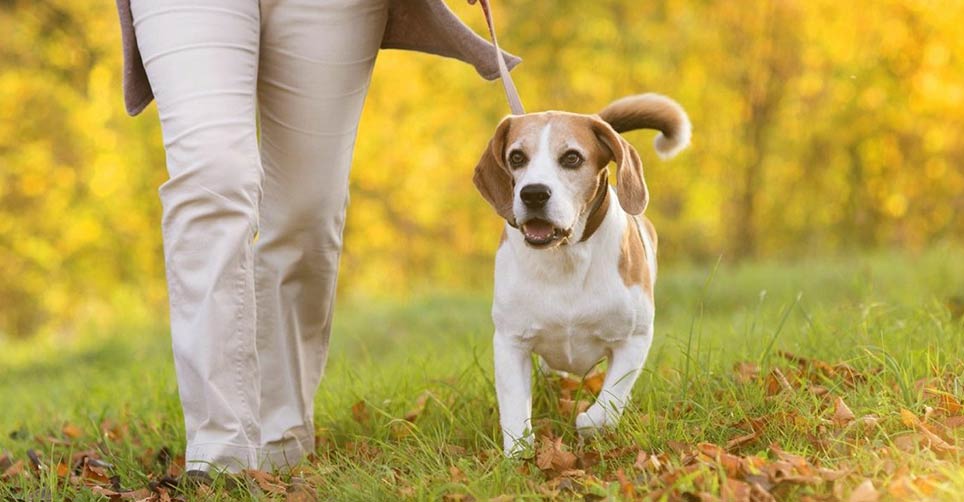Pet Agree Program